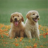 Classical Lullabies, Massagem Guru, Wellness