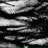 Mr. Dello