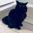 Music For Cats
