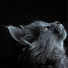 Jazz Music for Cats, Music For Cats TA, RelaxMyCat