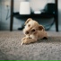 Music For Dogs, Calming Music for Dogs