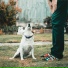 Dog Music Club, Music For Dogs, Dog Music