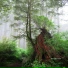 Tom Lum Forest