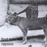 RaySoo