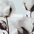 LOVANDA :