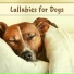 Lullabies for Babies Orchestra