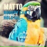 Matto