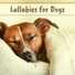 Lullabies for Babies Orchestra