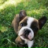 Music For Dogs, Relaxmydog, Dog Music Club