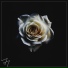 Dj Flape vs Madilyn Bailey