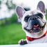Music for Calming Dogs, Pet Care Club, Calm Doggy