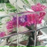 Aniseed