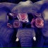 Elephant Is The?