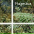 Hagestue, Øystein Nybøe, Jørgen Nybøe