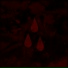AFI