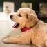Pet Care Club, Calm Doggy, Music For Dogs