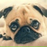 Dog Music Club, Relaxmydog, Dog Music