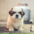 Dog Music, Relaxmydog, Calming Music for Dogs