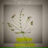 The Lost