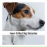 Dog Chill Out Music