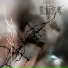 riuqea