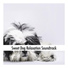 Calming Dog Relaxation