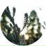 Platino