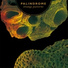 Palindrome