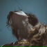 Adée, Vital