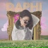 Daphi