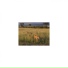Mindfulness Healing BGM Project