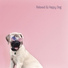 Pet Care Club, Relaxing Music Therapy