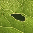 Leija