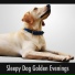 Doggy Sleep Relaxation