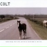 Colt