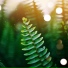 Entspannungsmusik, Nature Recordings, Sleep Tight