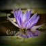 Conny Singh