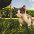 Jazz Music Therapy For Cats, Music For Cats Peace