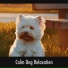 Dog Chill Out Music