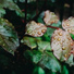 Rain Sounds, Rain Sound Studio, The Rain Library