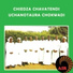 Chiedza Chavatendi