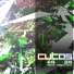 Cutos