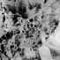 Mass Extinction Event