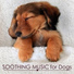 Pet Care Music Therapy