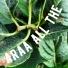 Araa