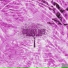 HIDDEN RAY