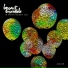 BossArt Ensemble, Nova Bossa Ltd.