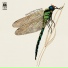 The Strawbs 1970 Dragonfly