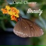 Carol Cluster