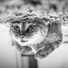 Cat Music Therapy, Calm Music for Cats, Cat Music